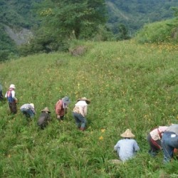 LN05 Dried Day Lily 40g