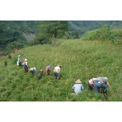LN05 Dried Day Lily 40g