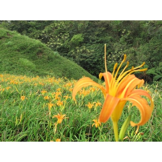 LN05 Dried Day Lily 40g