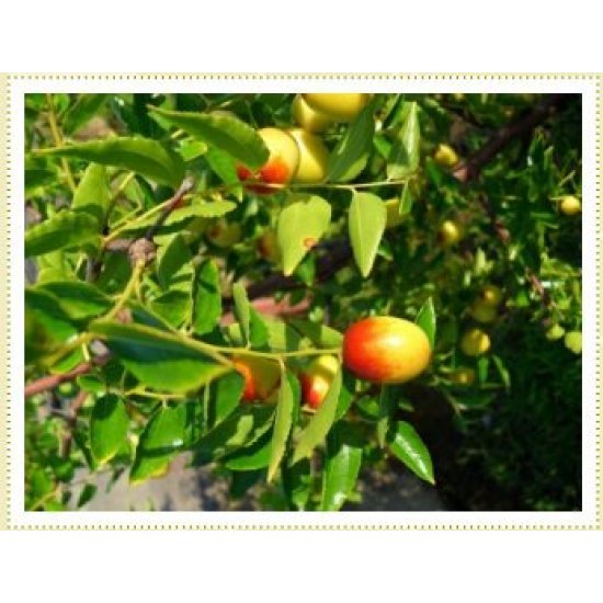 NN05 公館農會 紅棗乾 200g