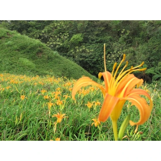 LN05 Dried Day Lily 40g